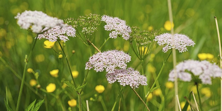 Valeriana planta flor